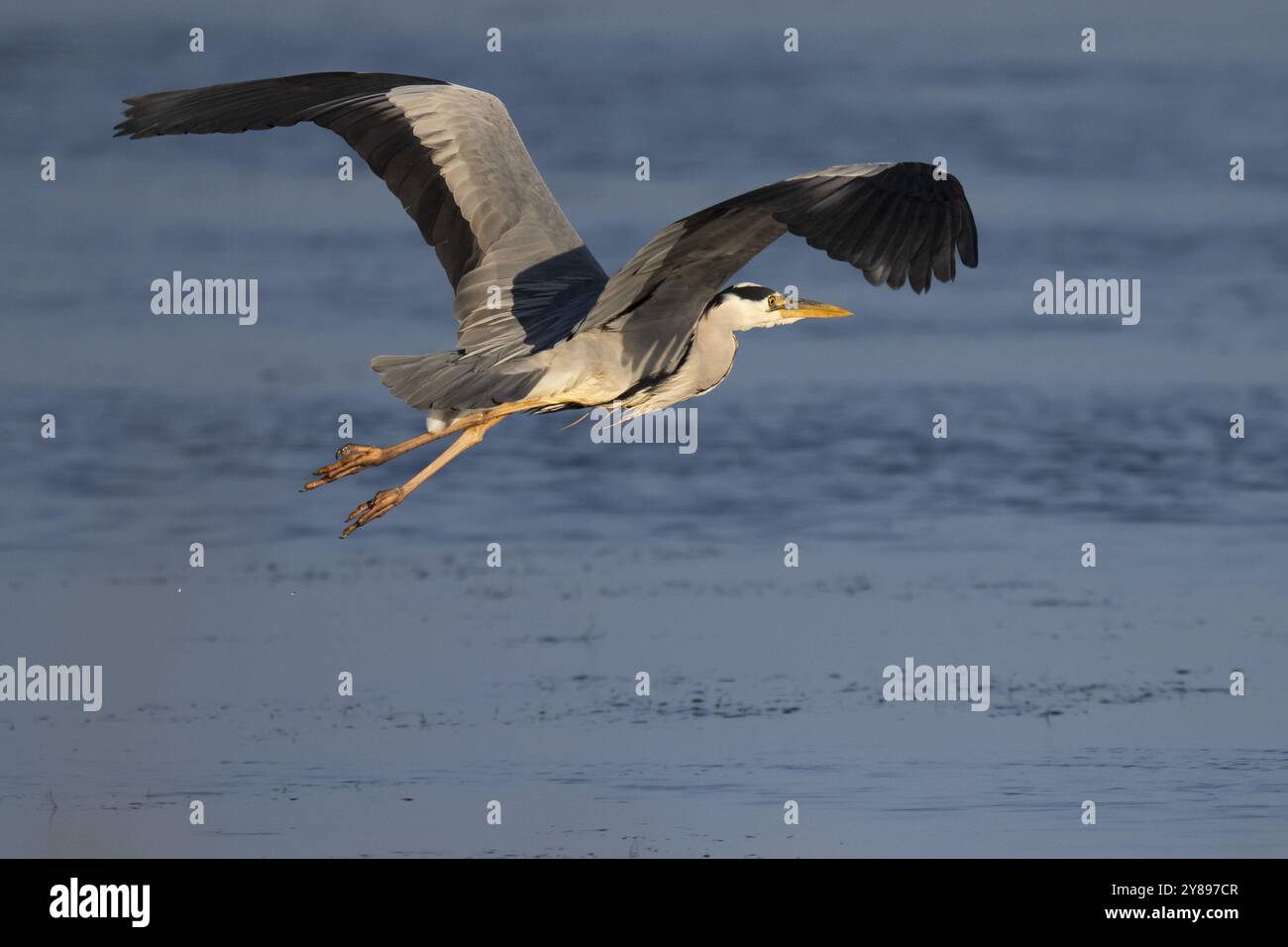 Héron gris (Ardea cinerea) en vol, portrait animal, Bagges Daemning, fjord de Ringkobing, Danemark, Europe Banque D'Images