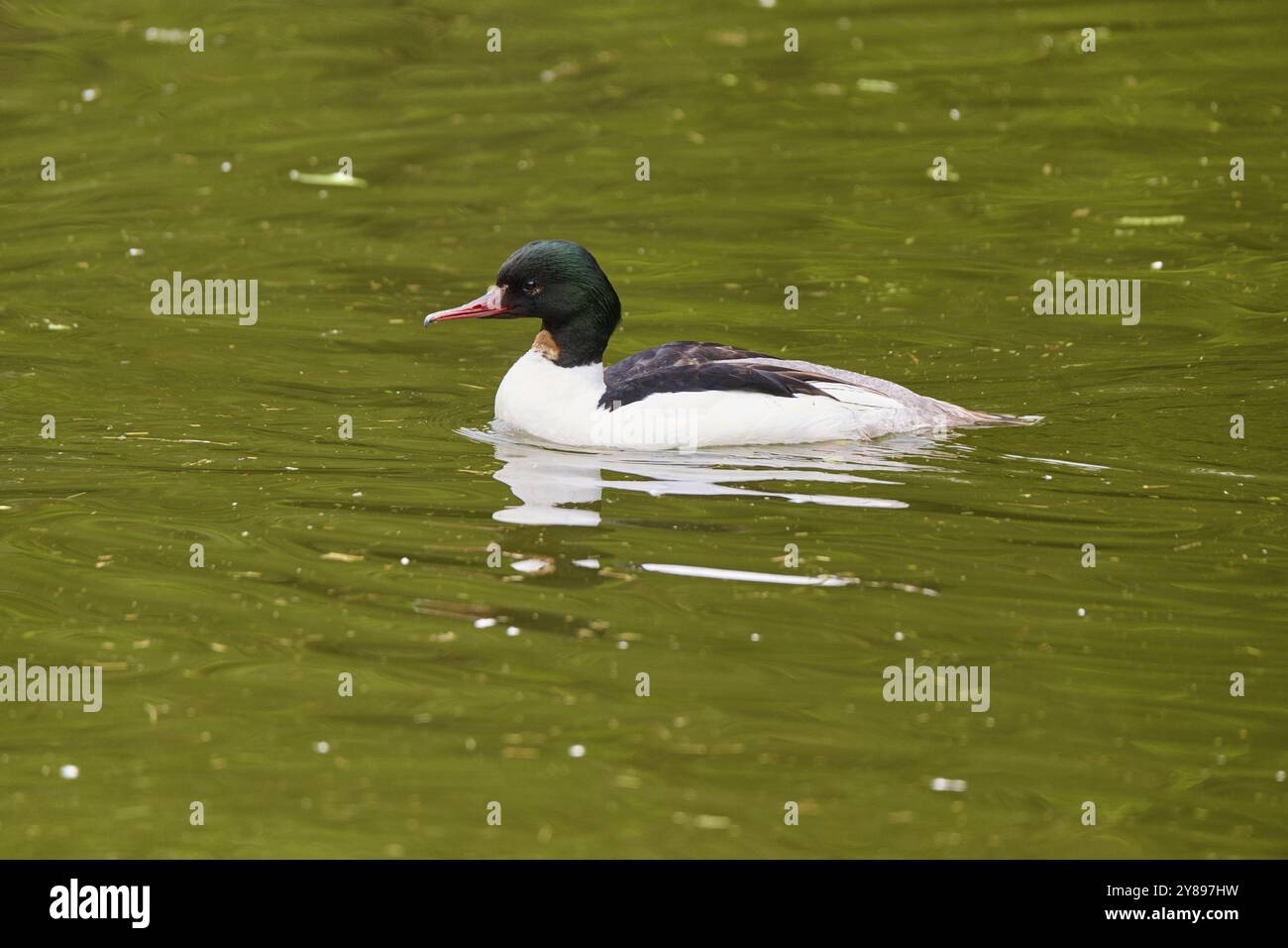 Goosander (Mergus merganser), mâle nageant sur l'eau au printemps Banque D'Images