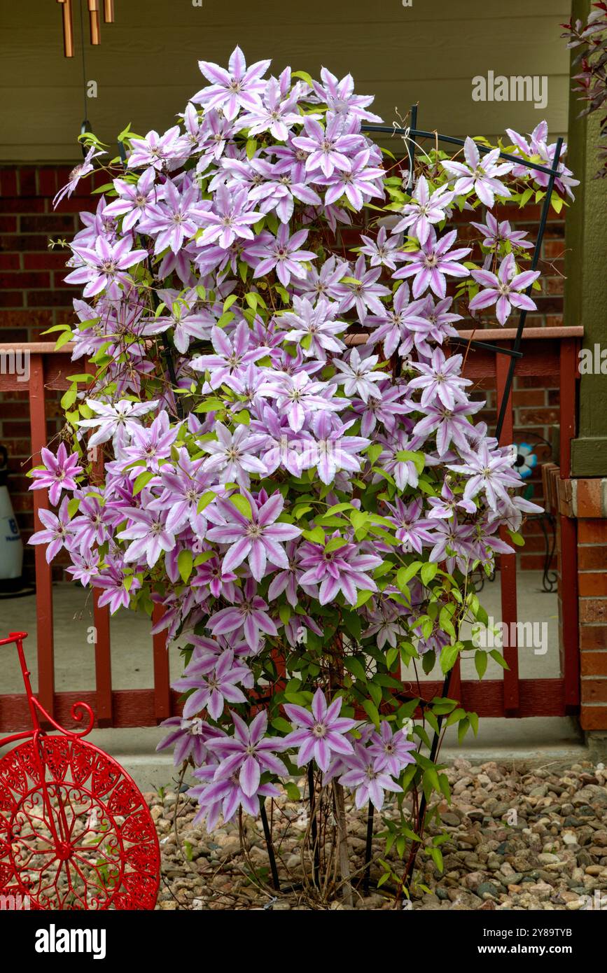 Nelly Moser Clematis est un hybride vining avec de grandes fleurs rose pâle au printemps. Banque D'Images