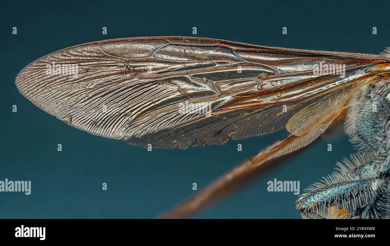 La macro photographie extrême révèle la structure délicate et complexe d’une aile d’abeille. Banque D'Images