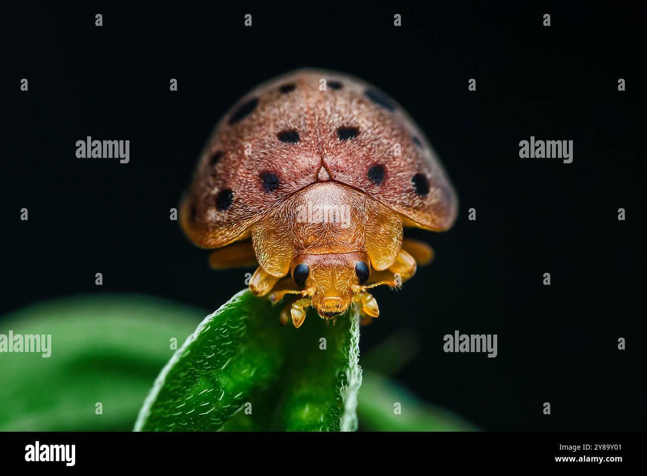 Le coléoptère de la tortue tacheté avec des marques orange et marron est perché sur une feuille vert vif avec un fond noir. Banque D'Images