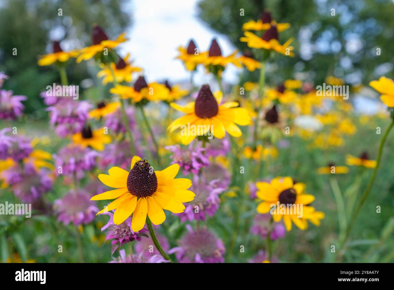 Plantes à fleurs en automne dans le Rheinpark à Cologne Banque D'Images