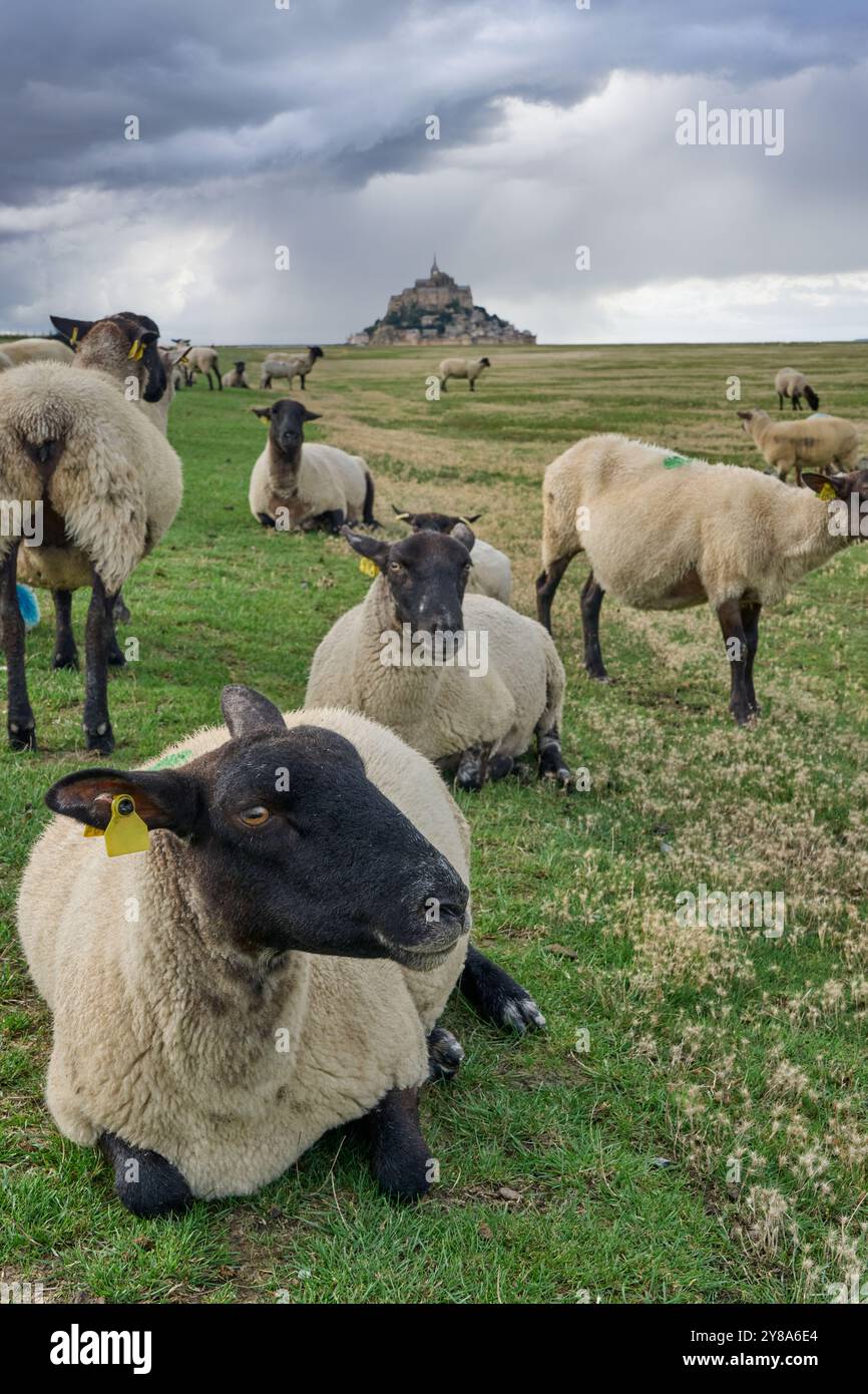 Troupeau de moutons suffolk pâturant à visage noir sur un pâturage de marais salés à côté du Mont Saint Michel, Normandie France Banque D'Images