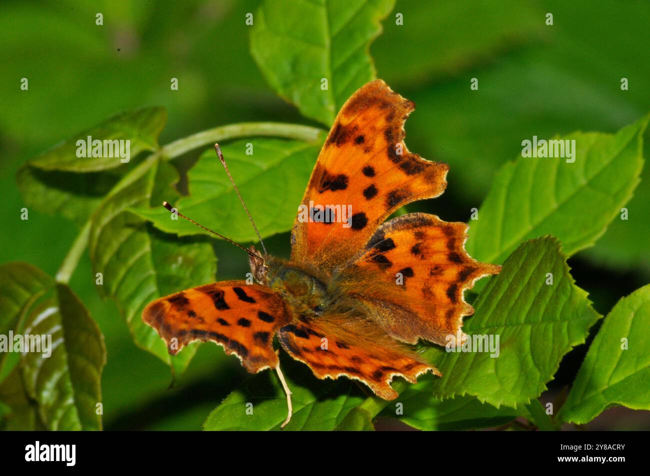 Comma Butterfly,'Polygonia c-album', papillon, très répandue, Wiltshire, England, UK Banque D'Images