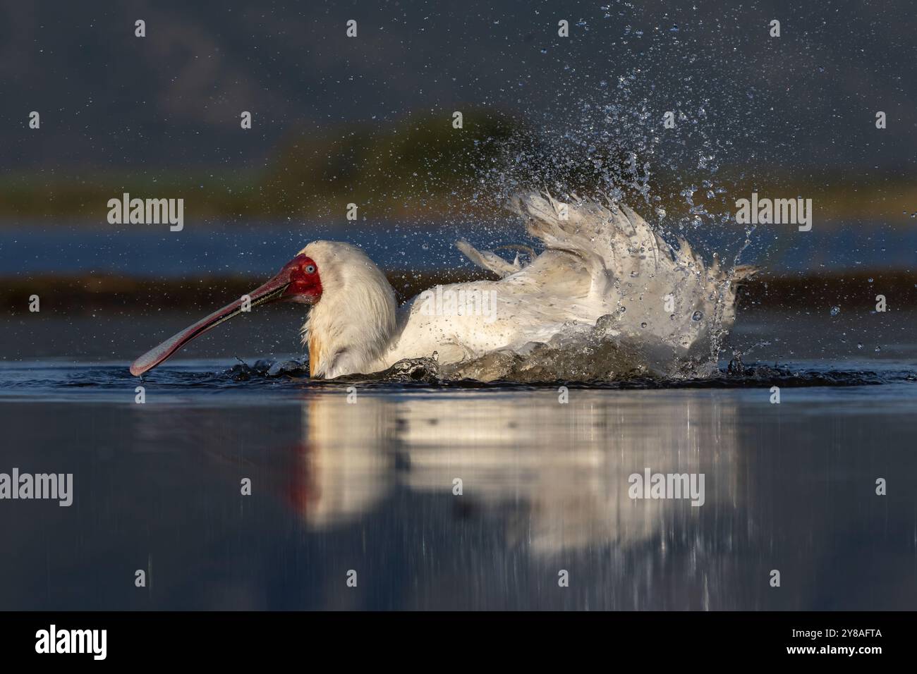 Bain à spatule africaine (Platalea alba), réserve de gibier Zimanga, Afrique du Sud Banque D'Images