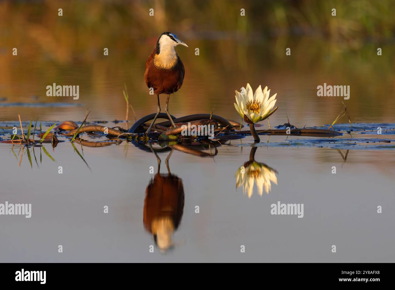 Jacana africaine (Actophilornis africanus), parc national de Chobe, Botswana Banque D'Images