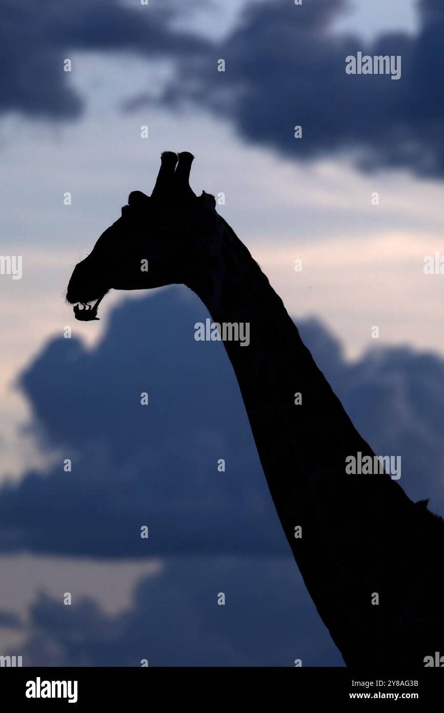 Girafe (Giraffa camelopardalis) avec pics rouges, Shompole, Kenya Banque D'Images