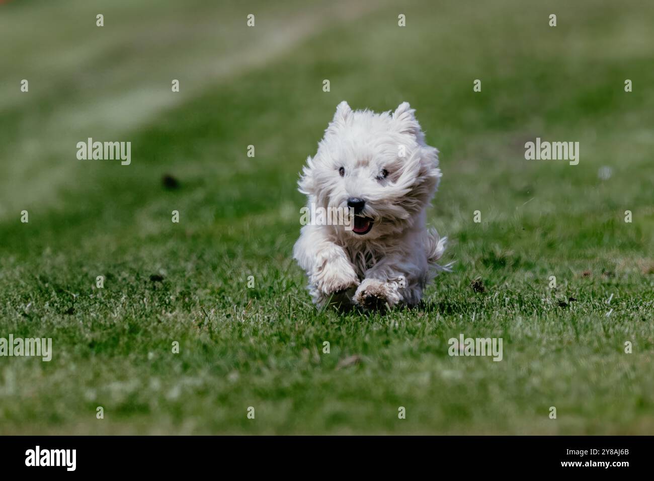 West Highland White Terrier Westie Running Lure course Dog Sport Banque D'Images