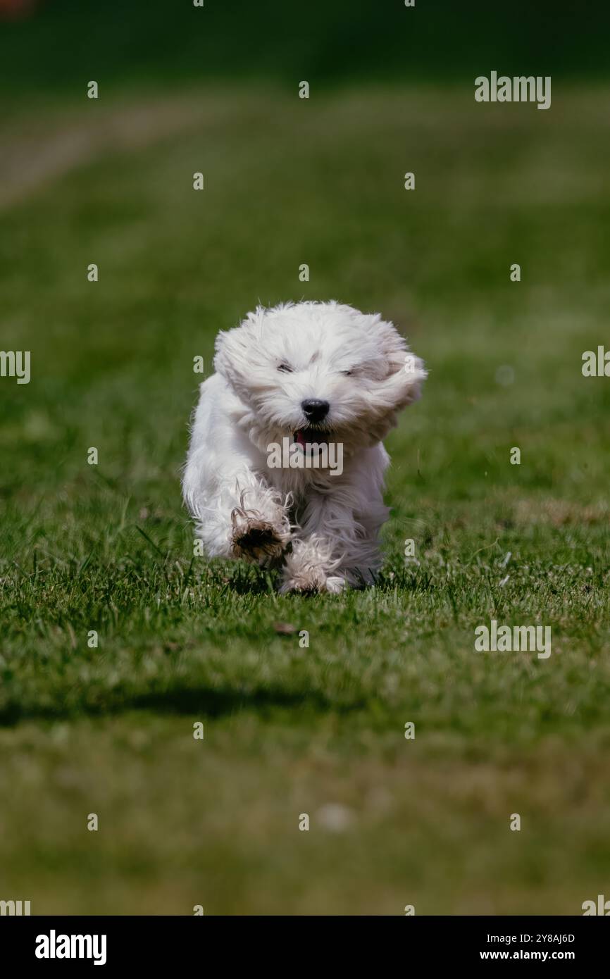 West Highland White Terrier Westie Running Lure course Dog Sport Banque D'Images