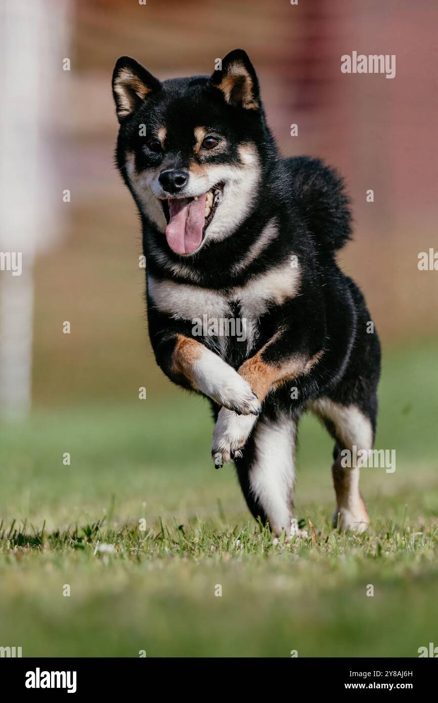 Black and Tan Shiba Inu chien japonais Running Lure course Dog Sport Banque D'Images