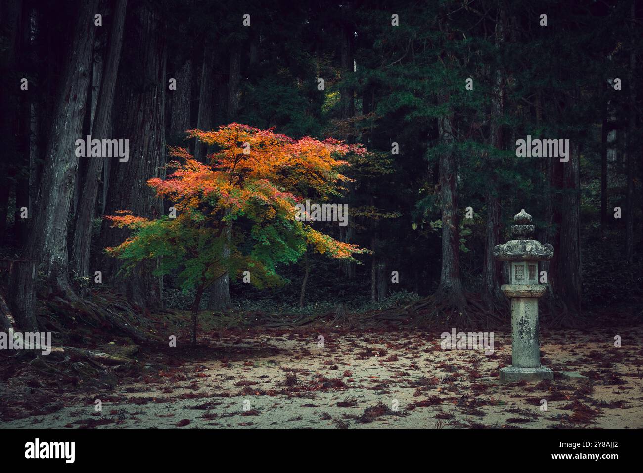 couleurs rouge et verte dans la forêt profonde Banque D'Images