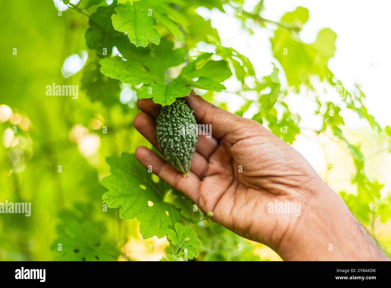 Cueillette à la main un petit melon amer d'une vigne dans un jardin verdoyant. Banque D'Images