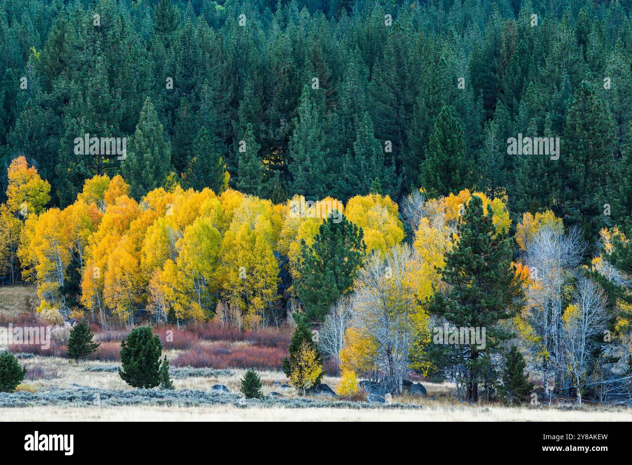 Trembles d'automne dorés contre une forêt de pins verts denses dans la vallée de l'espoir Banque D'Images