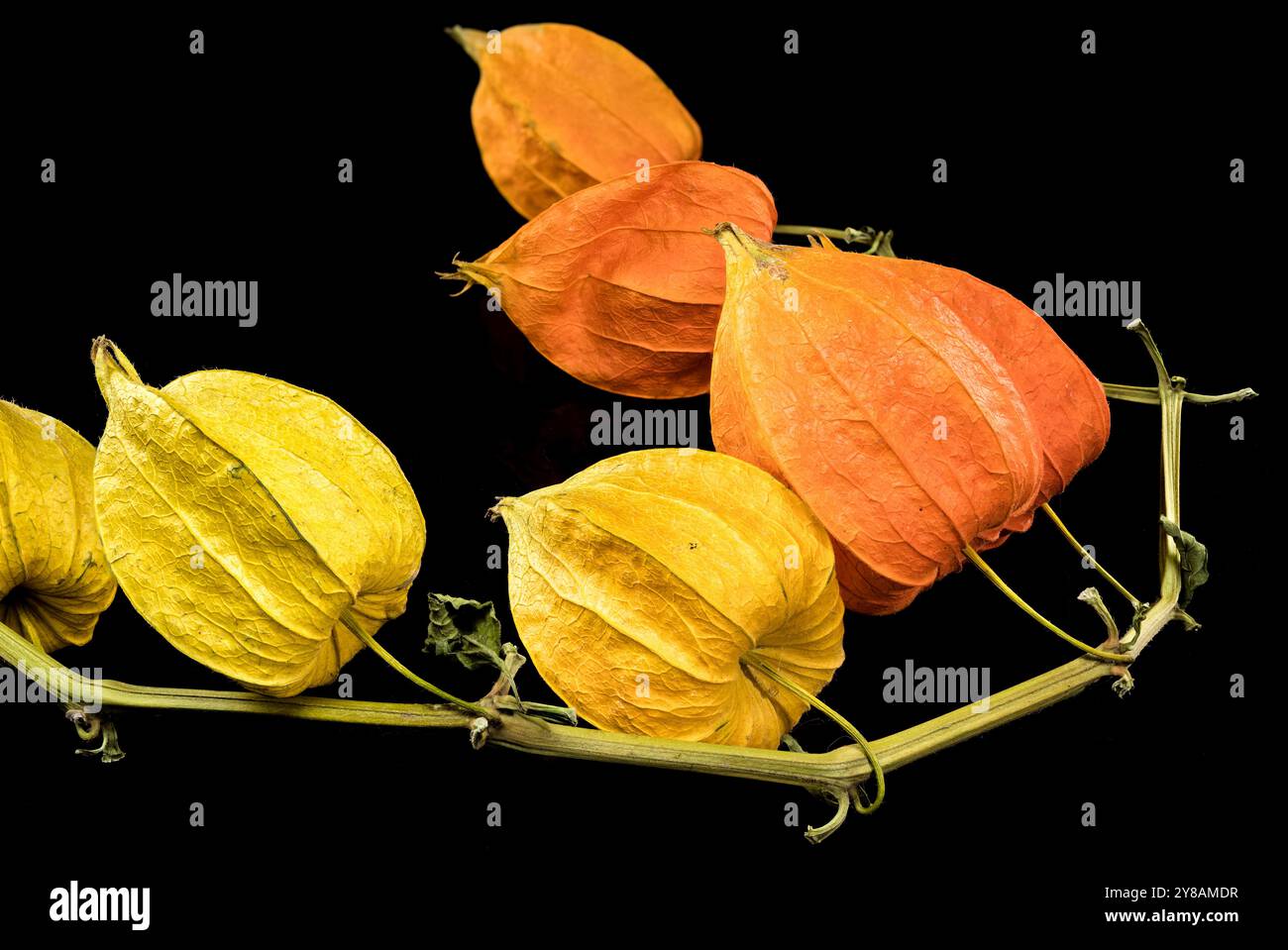 Physalis sur fond noir Banque D'Images