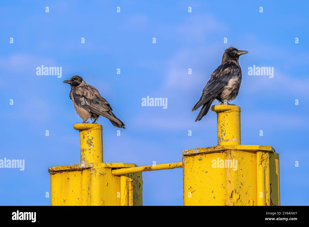 Corbeau charoie (Corvus corone, Corvus corone corone), deux corbeaux assis sur une jetée jaune au port, Allemagne, Saxe-Anhalt, Tangermuende Banque D'Images