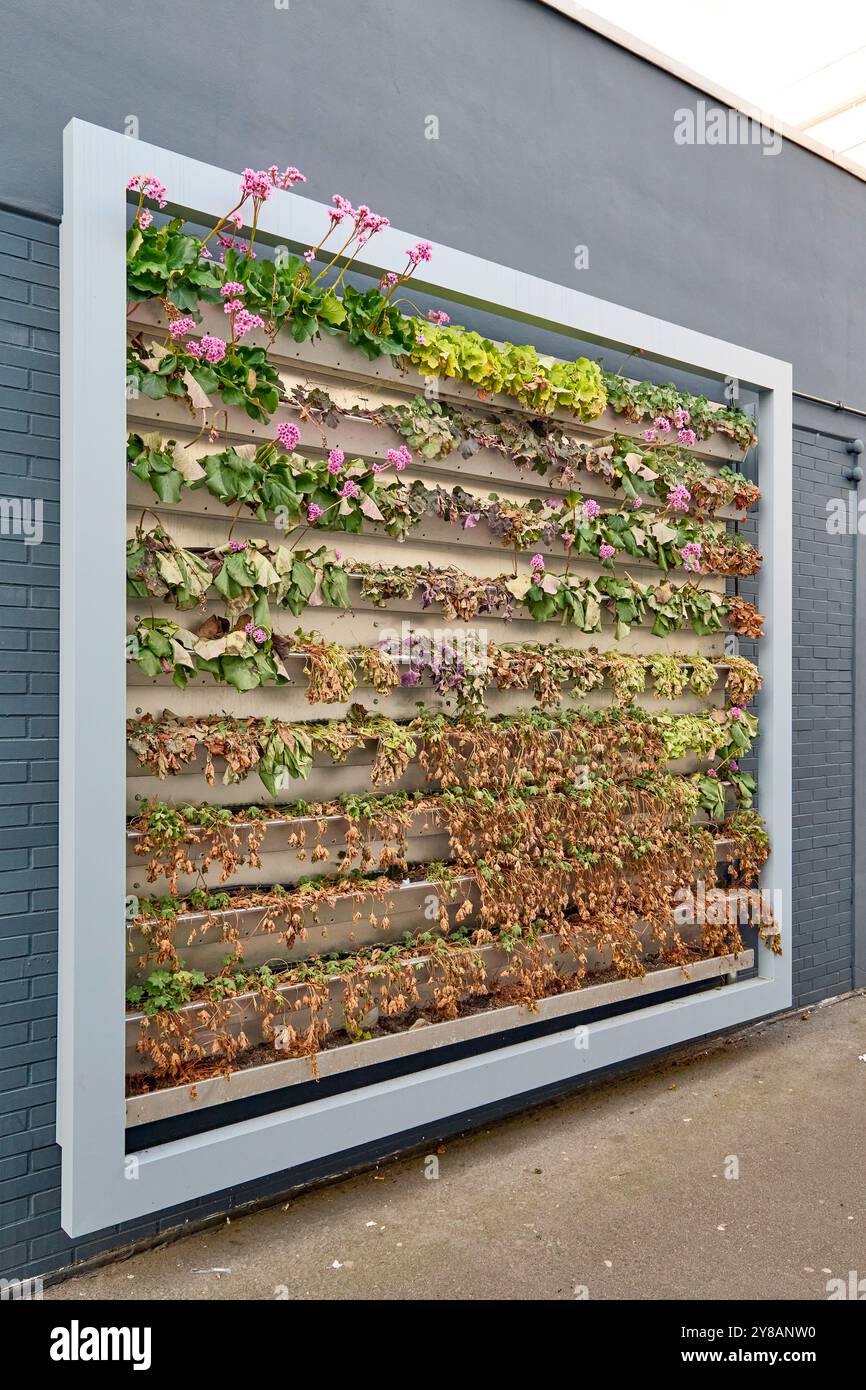 Projet de mur vert pour améliorer le climat urbain à Kaiserpassage, manque d'entretien, Allemagne, Hesse, Neu-Isenburg Banque D'Images