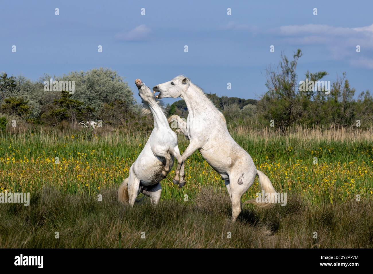 Cheval de Camargue (Equus przewalskii F. caballus), lutte de rang des étalons dans un marais aux iris, France, Provence, Camargue Banque D'Images