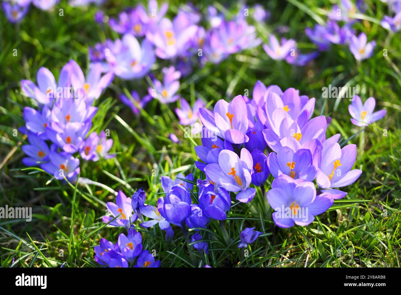 Signes de printemps : crocus en fleurs, à Bergedorf, Hambourg, Allemagne, Frühlingsboten : Blühende Krokusse, Deutschland Banque D'Images