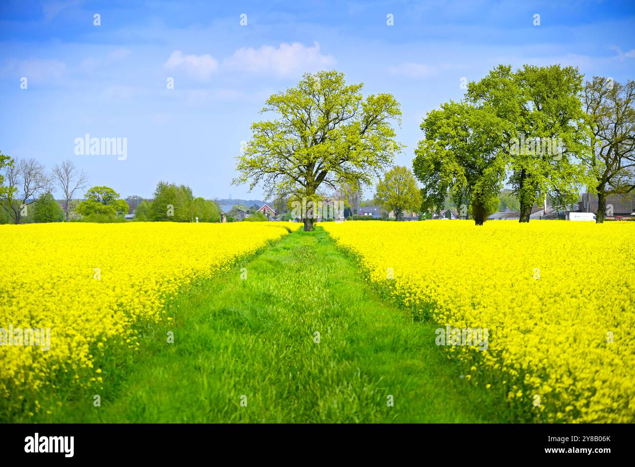 Champs de colza dans la réserve naturelle Kirchwerder Wiesen à Hambourg, Allemagne, Rapsfelder im Naturschutzgebiet Kirchwerder Wiesen à Hambourg, Deutschla Banque D'Images