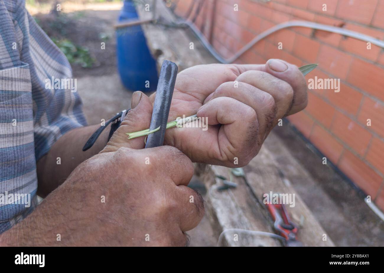 Greffe de fente d'olivier. Homme aiguisant la fente Banque D'Images