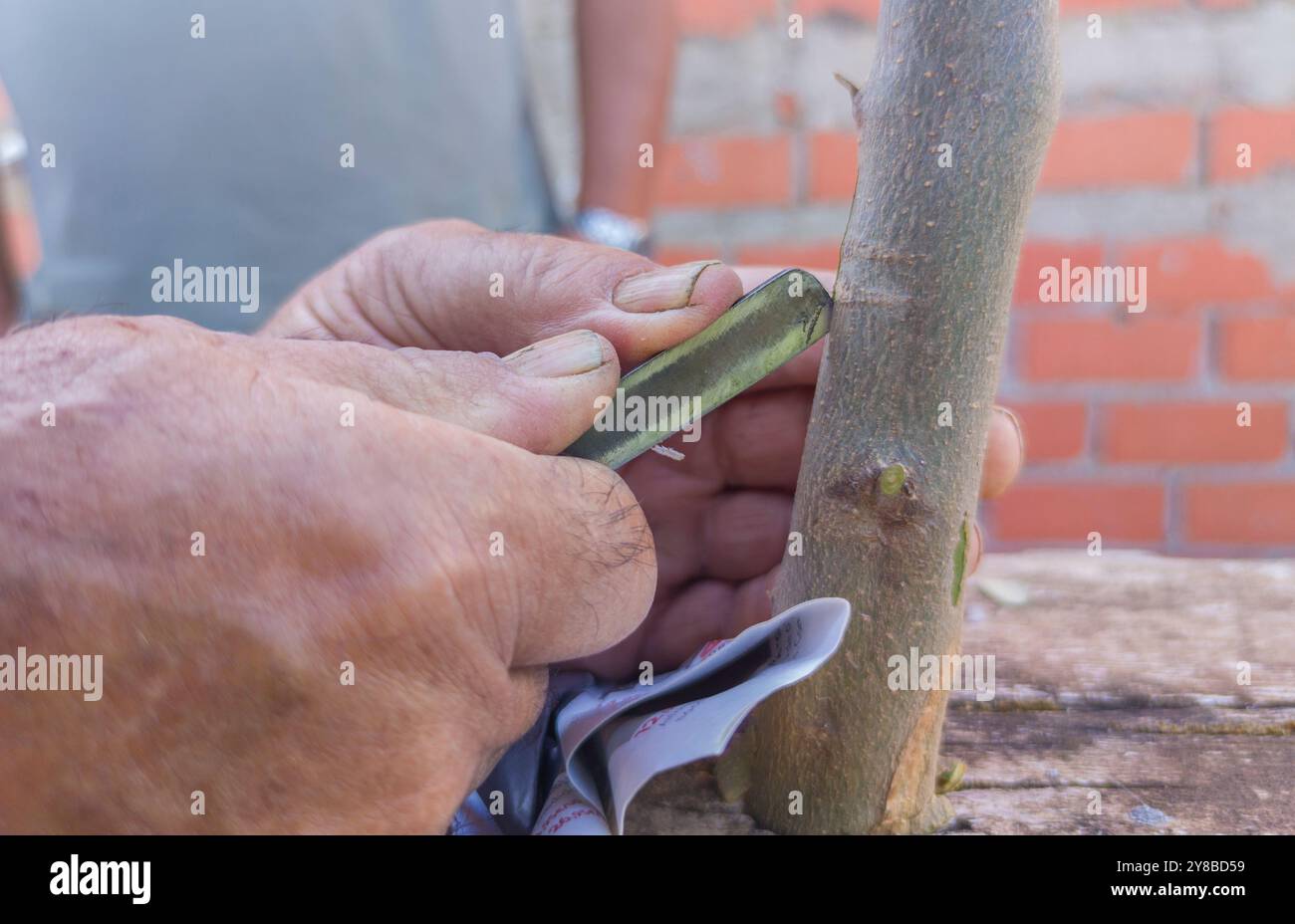 Greffe de bourgeons d'olivier. Ouvrier coupant le porte-greffe d'écorce Banque D'Images
