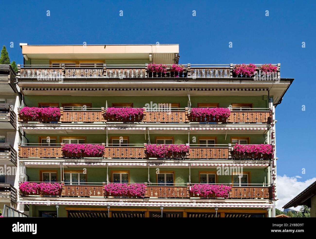 fleurs de cerise, couleur rose, accroché sur les balcons, coloré, décoratif, hôtel, Alpes, Europe, Grindelwald, Suisse, été Banque D'Images