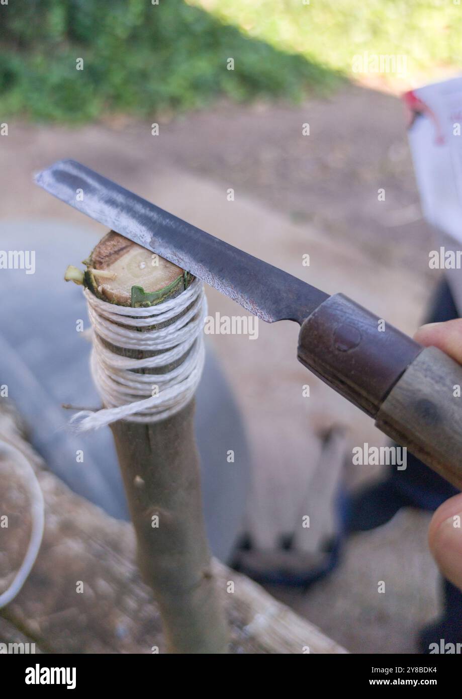 Greffe de bourgeons d'olivier. Travailleur enlevant les restes de matériau Banque D'Images