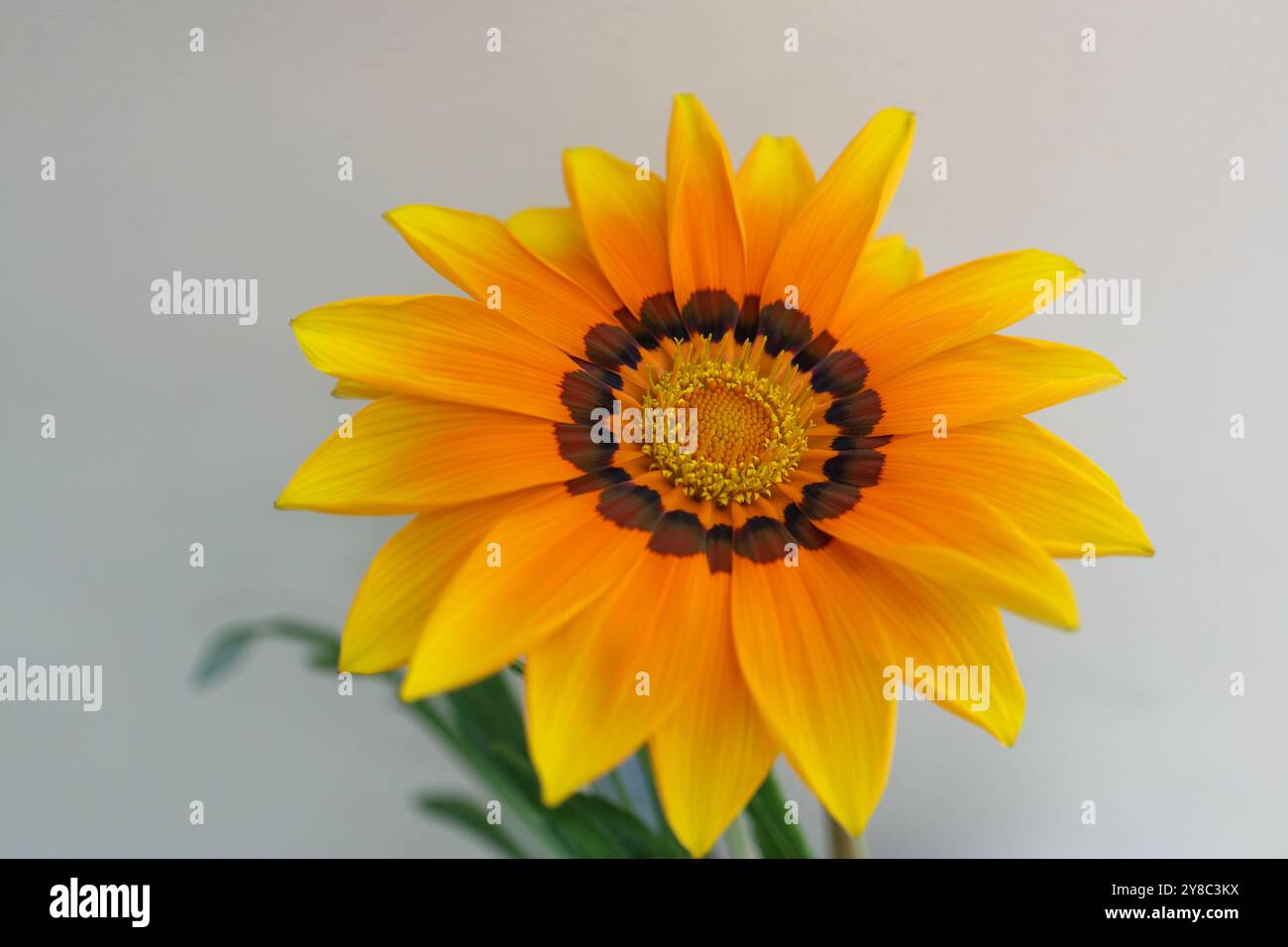 Gazania coloré, Gazania avec des pétales jaunes, oranges et bruns, étamines jaunes et feuilles vertes, tête de fleur macro, fleur en fleurs, beauté dans la nature Banque D'Images