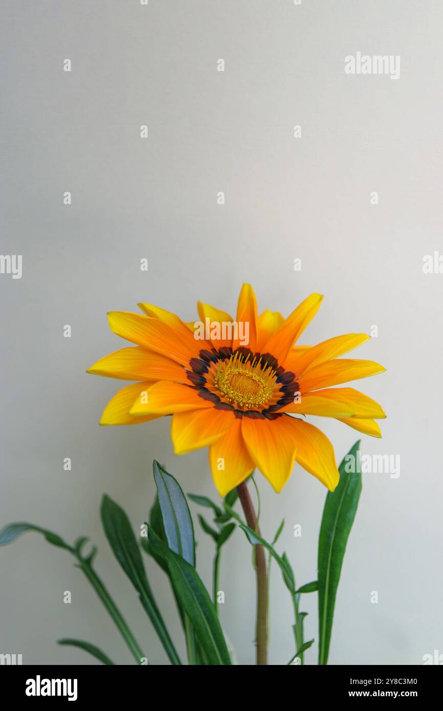 Gazania vertical coloré, Gazania avec des pétales jaunes, oranges et bruns, étamines jaunes et feuilles vertes, tête de fleur macro, fleur en fleurs, beauté Banque D'Images