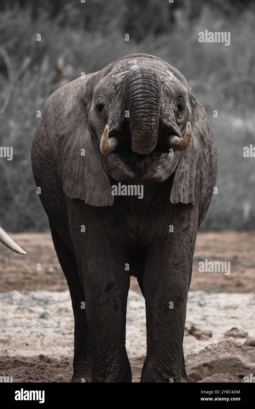 Bébé éléphant eau potable de la rivière Tarangire située au nord de la Tanzanie Banque D'Images