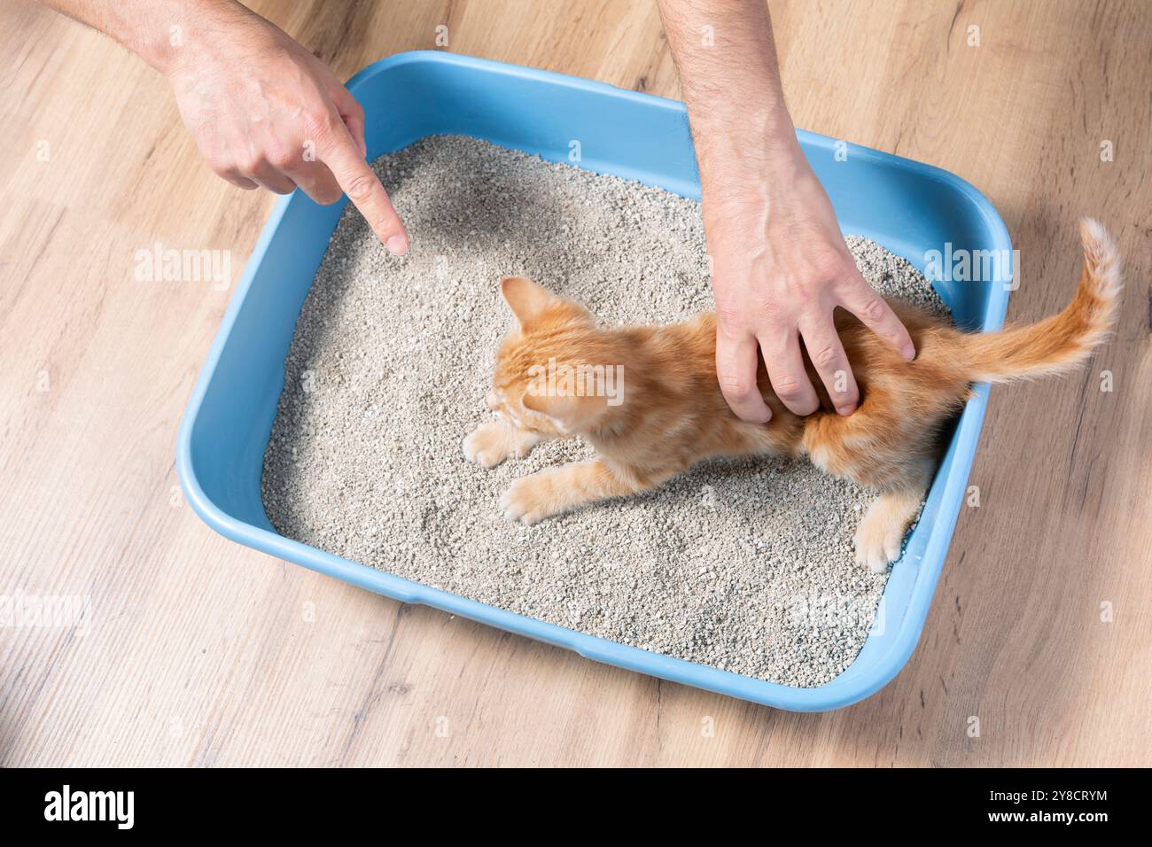 une main tient un chaton ou un chat de compagnie, l'habituant à un bac de toilette avec une charge absorbante Banque D'Images