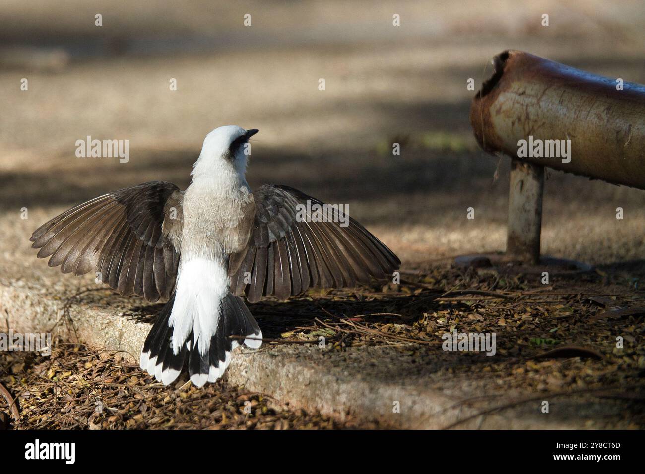 Un petit tyran d'eau masqué avec une queue blanche se tient sur un trottoir. L'oiseau regarde quelque chose au loin Banque D'Images