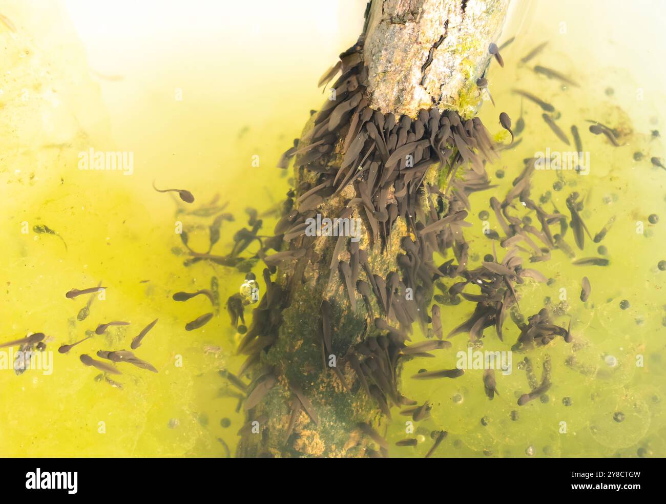 Têtards de grenouille autour d'une bûche Banque D'Images