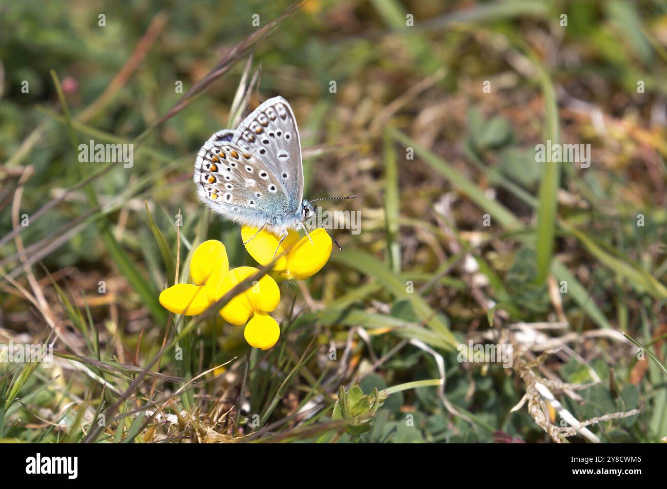 Mâle papillon bleu commun - Polyommatus icarus Banque D'Images