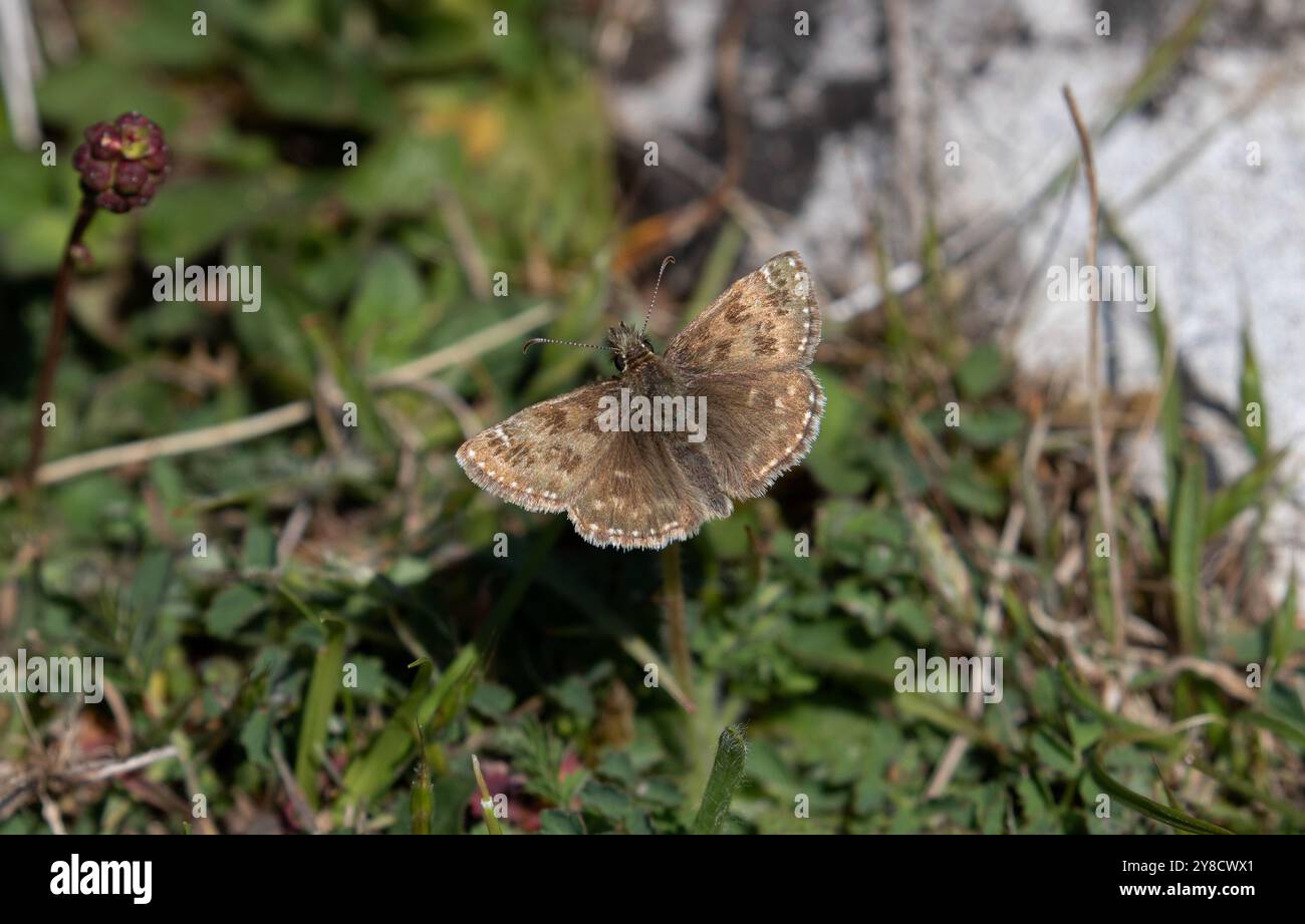 Dingy Skipper Butterfly mâle - Erynnis tages Banque D'Images
