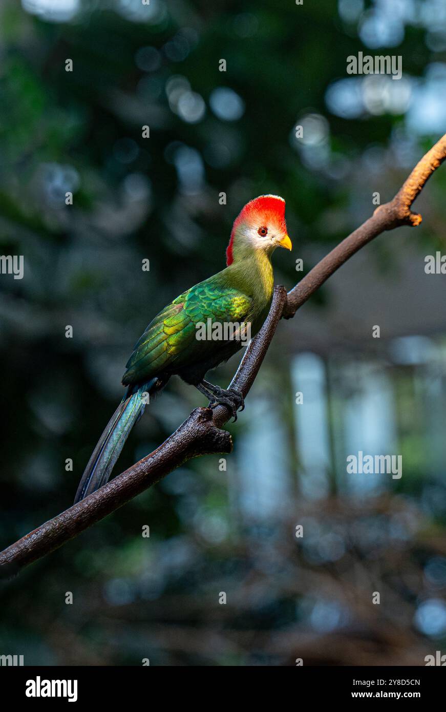 Turaco à crête rouge (Tauraco erythrolophus) Banque D'Images