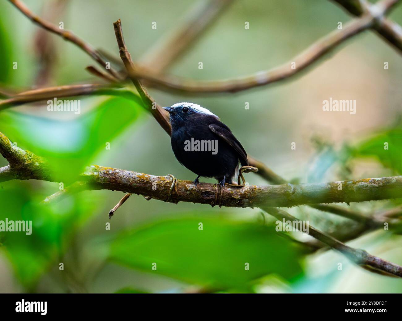 Un Manakin (Lepidothrix isidorei) mâle à rumeurs bleues perché sur une branche dans la forêt. Pérou, Amérique du Sud. Banque D'Images