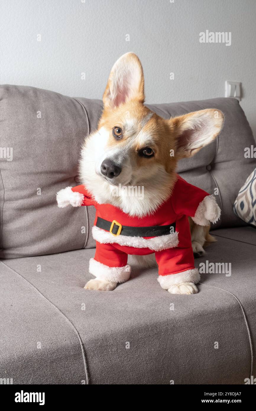 Un chien porte un costume de Père Noël et se tient debout sur un canapé. Le chien regarde la caméra avec un sourire sur le visage Banque D'Images