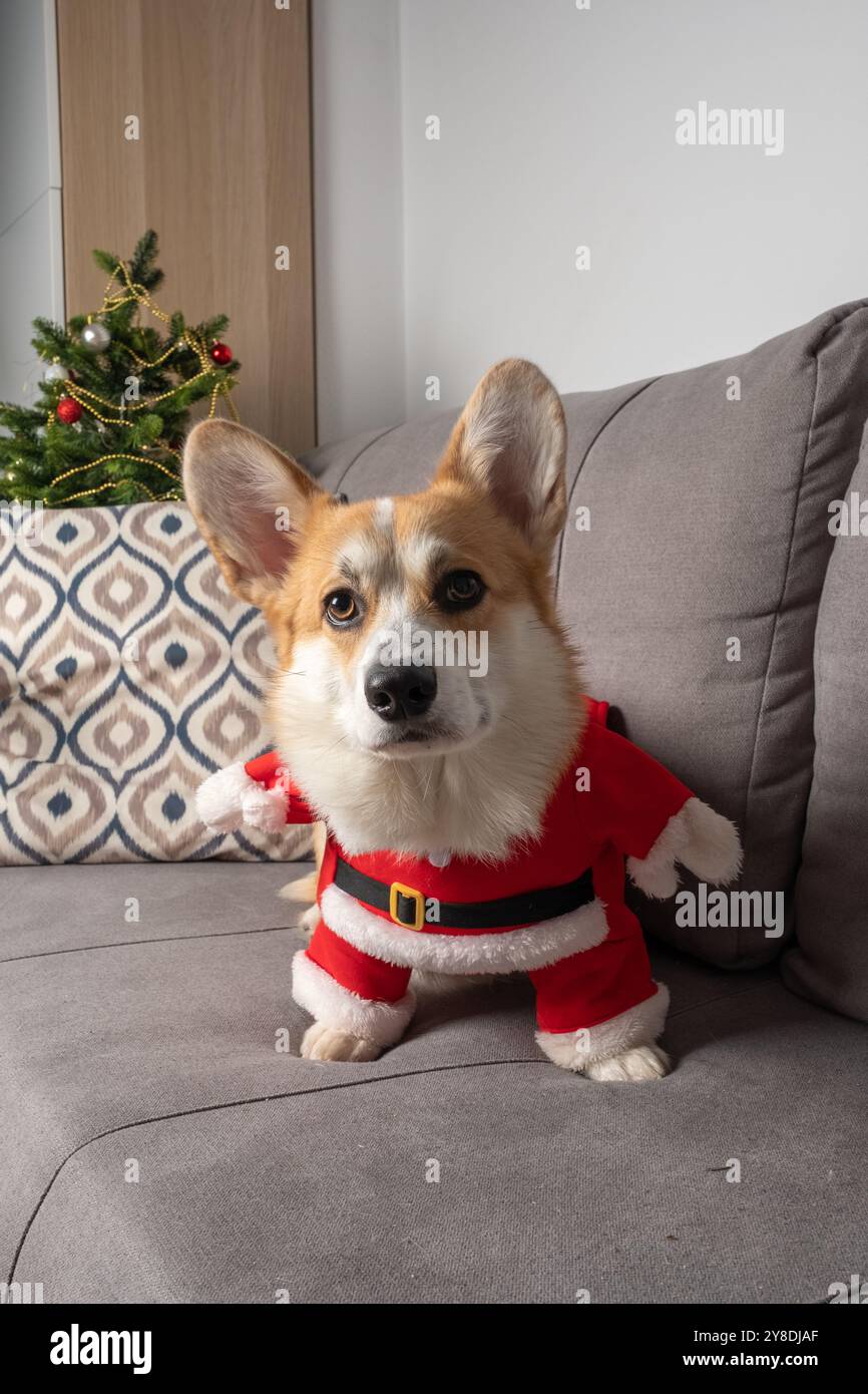 Un chien porte un costume de Père Noël et se tient debout sur un canapé. Le chien regarde la caméra avec un sourire sur le visage Banque D'Images