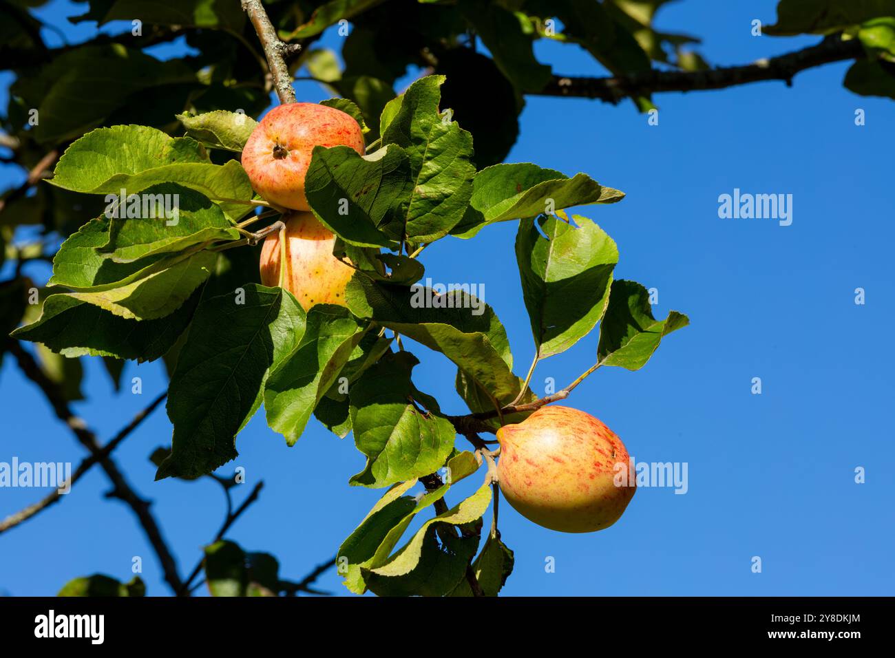 Gros plan de pommes mûres suspendues à une branche d'arbre avec des feuilles vertes contre un ciel bleu clair. Banque D'Images