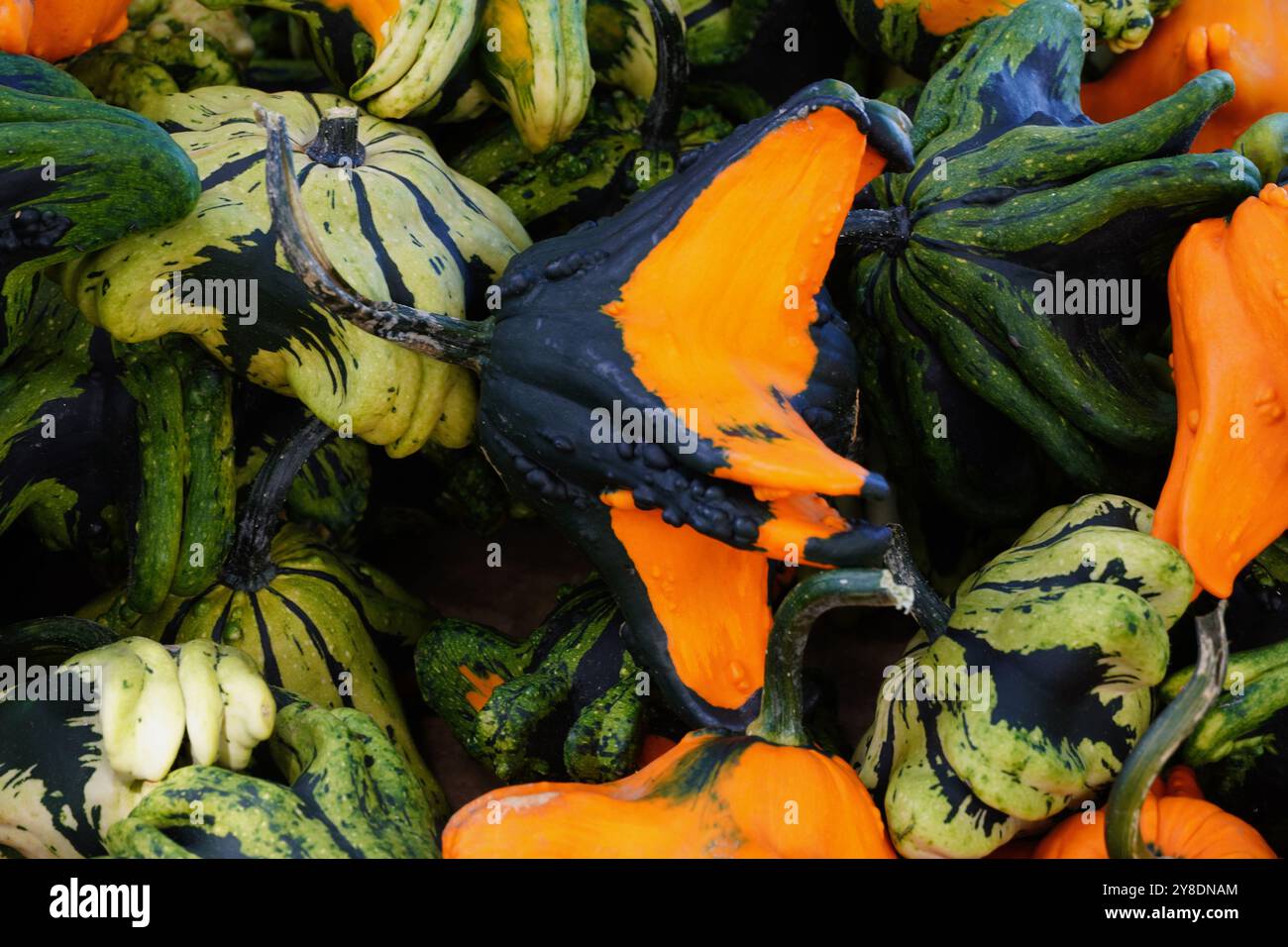 Citrouilles d'octobre exposées Banque D'Images