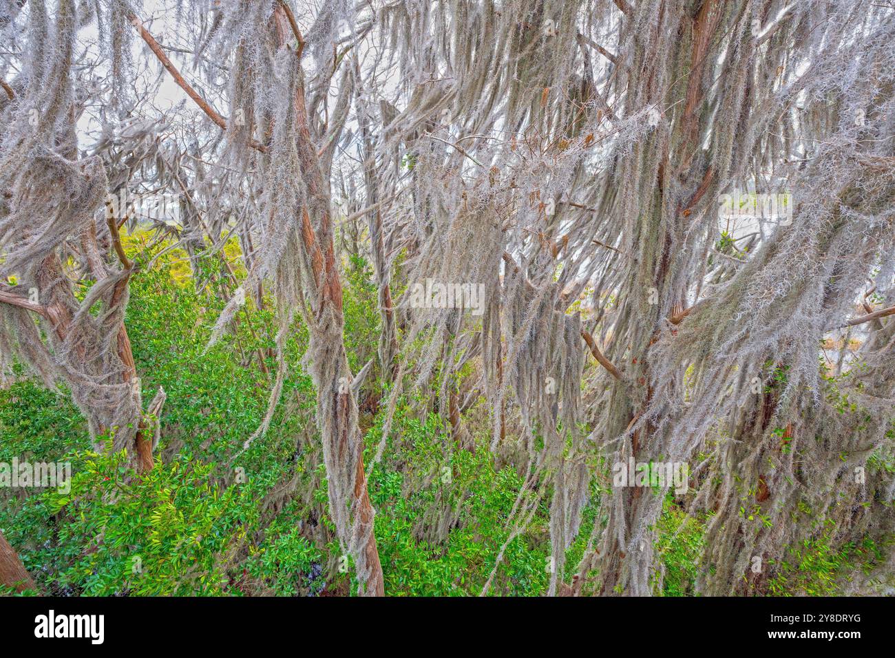 Mousse espagnole élevée dans les arbres dormants dans la réserve naturelle nationale d'Okefenokee en Géorgie Banque D'Images