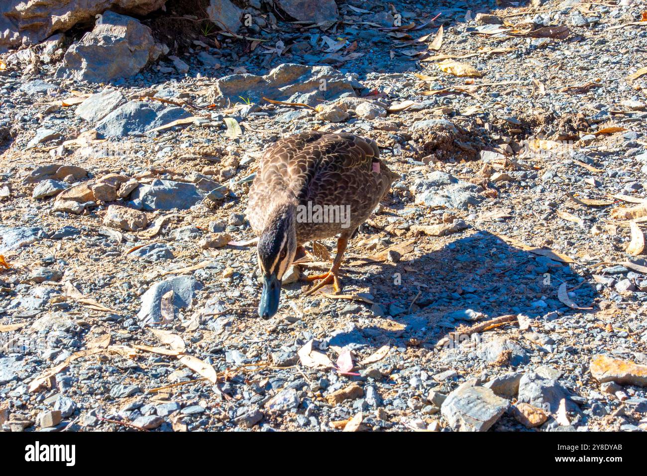 Photographie d'un canard brun à la recherche de nourriture sur un sentier rocheux près de la rivière dans le canton de Tumut dans les Snowy Mountains dans la région de New Sou Banque D'Images