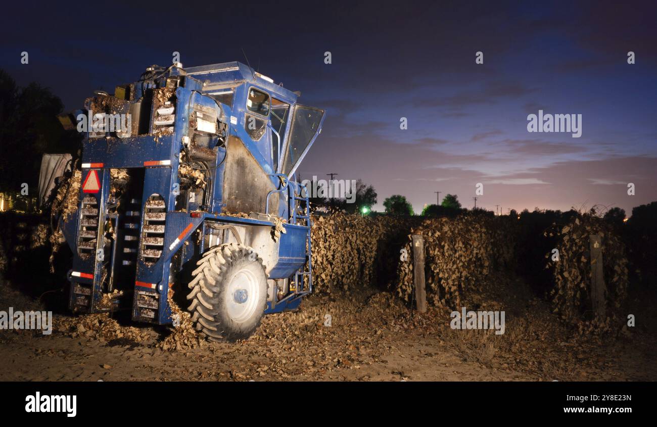 Une grande machine de récolte alignés prêt pour la récolte des raisins mûrs après un gel précoce Banque D'Images