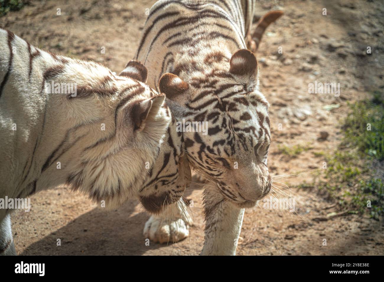 Deux tigres blancs (Panthera tigris tigris (var. alba) avec des rayures frottant la tête l'un contre l'autre dans un environnement naturel, Varna, Bulgarie, UE Banque D'Images