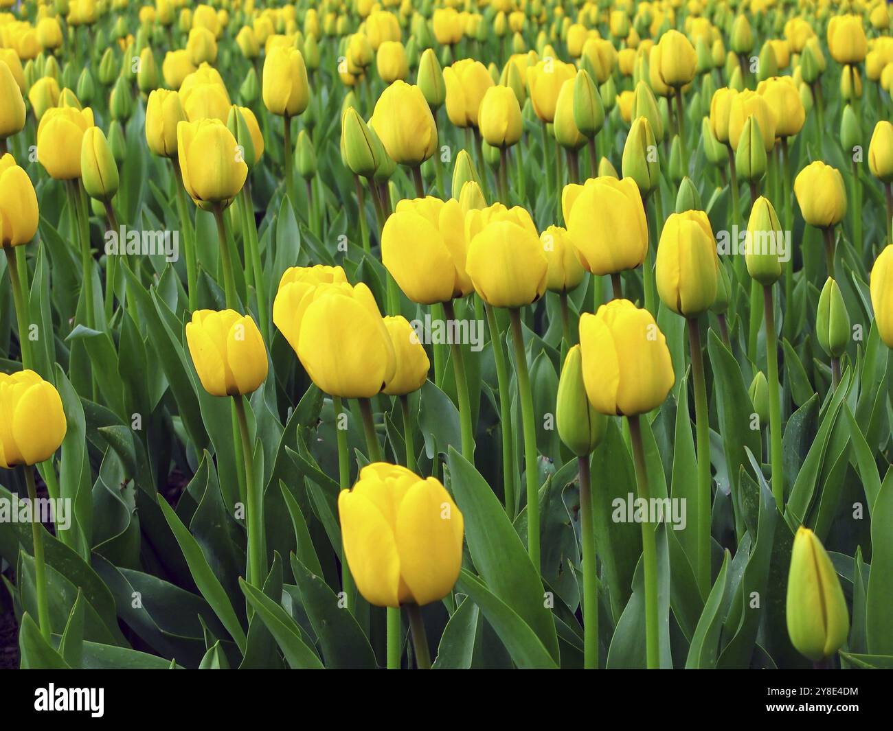 Tulipes jaunes Banque D'Images