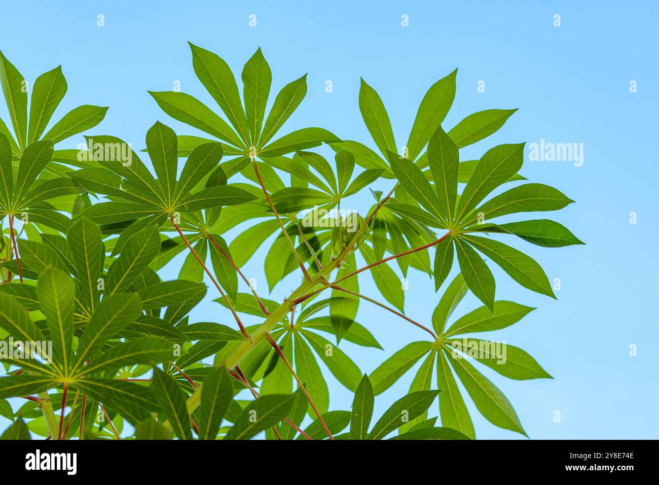 Regardant les feuilles de la plante de manioc, Manihot esculenta. Banque D'Images