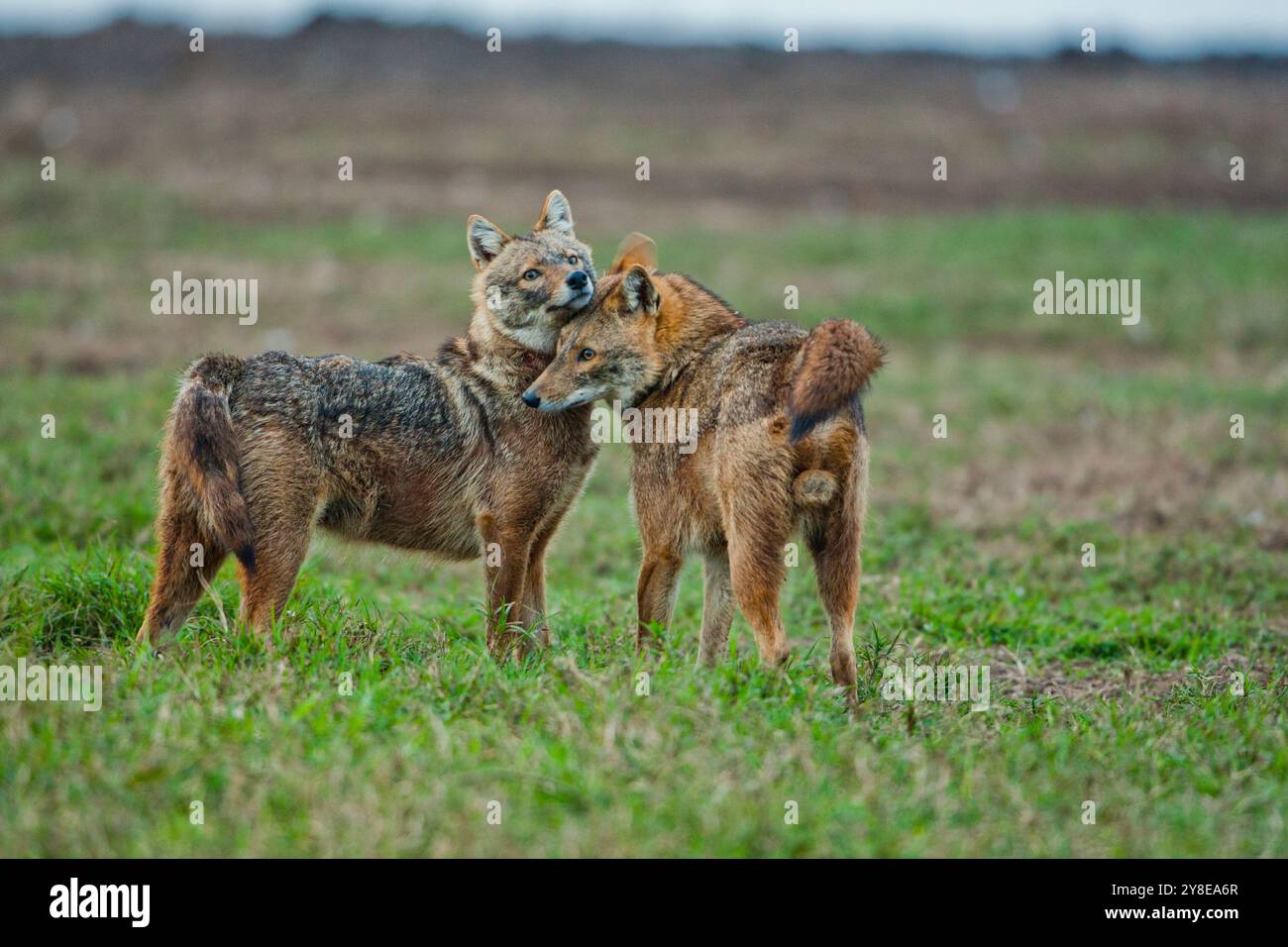Chacals dorés (Canis aureus). Il est aussi appelé le chacal asiatique, oriental ou commun. Photographié en Israël en mars. Banque D'Images