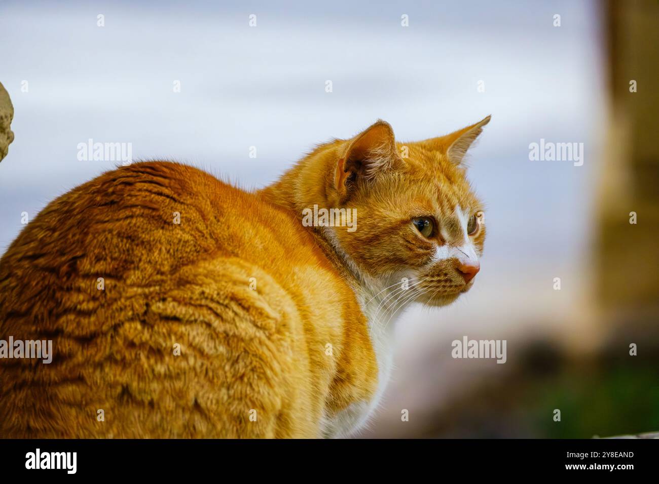 Chat errant orange sur la pose et l'observation Banque D'Images