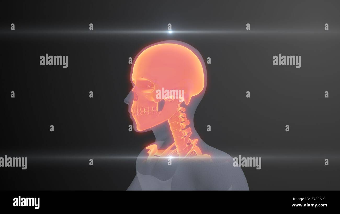 Examen futur du squelette humain par rayons X. Banque D'Images